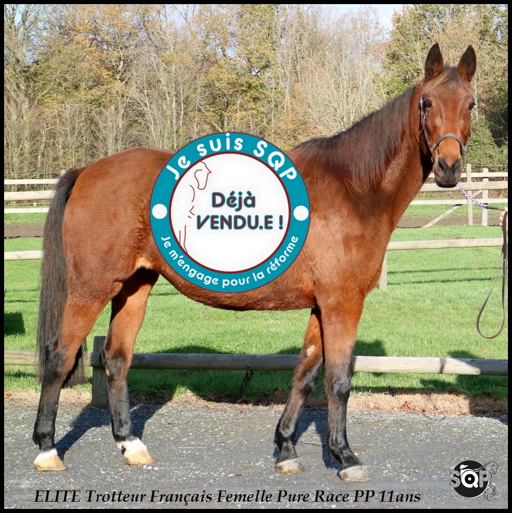 Lire la suite à propos de l’article « VENDUE »ELITE Trotteur Français 11ans