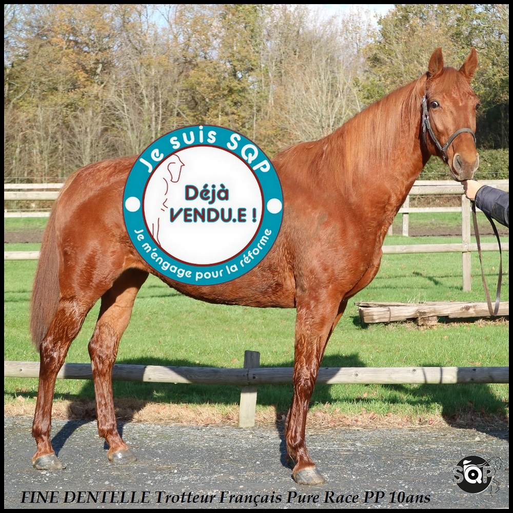 Lire la suite à propos de l’article « VENDUE »FINE Trotteur Français 10ans
