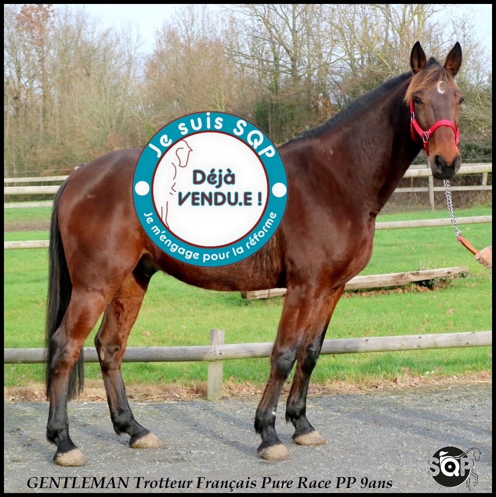 Lire la suite à propos de l’article « VENDU »GENTLEMAN Trotteur Français 9ans