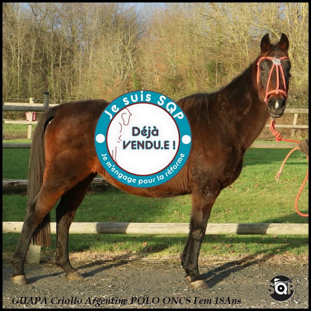Lire la suite à propos de l’article « VENDUE »GUAPA Criollo Argentine ONCS 18ans