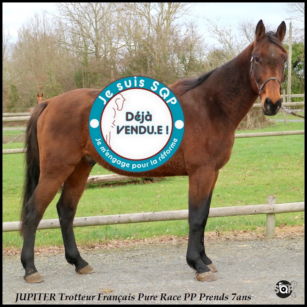 Lire la suite à propos de l’article « VENDU »JUPITER Trotteur Français 7ans