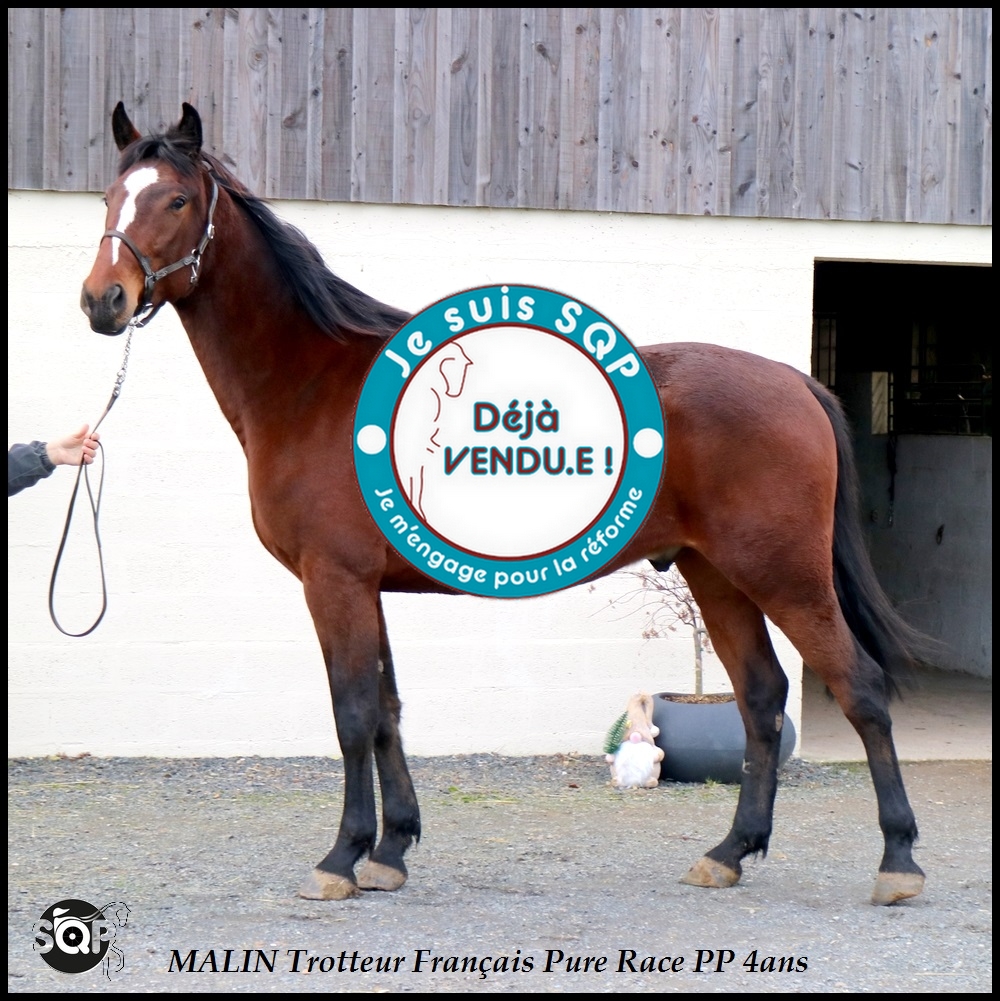 Lire la suite à propos de l’article « VENDU »MALIN Trotteur Français 4ans