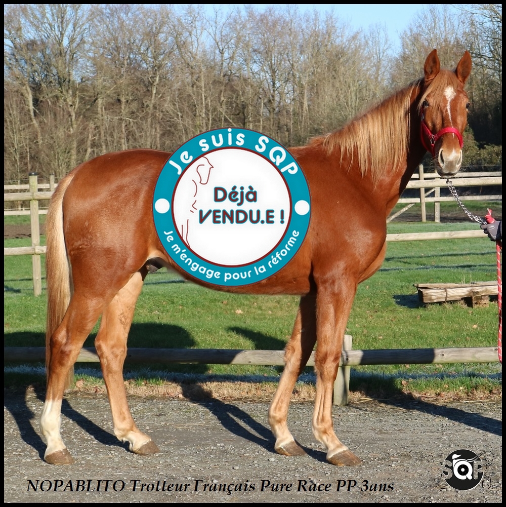 Lire la suite à propos de l’article « VENDU »NAPOBLITO Trotteur Français 3ans