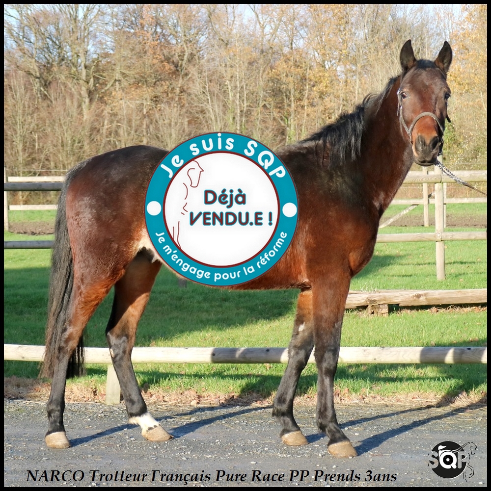 Lire la suite à propos de l’article « VENDU »NARCO Trotteur Français 3ans