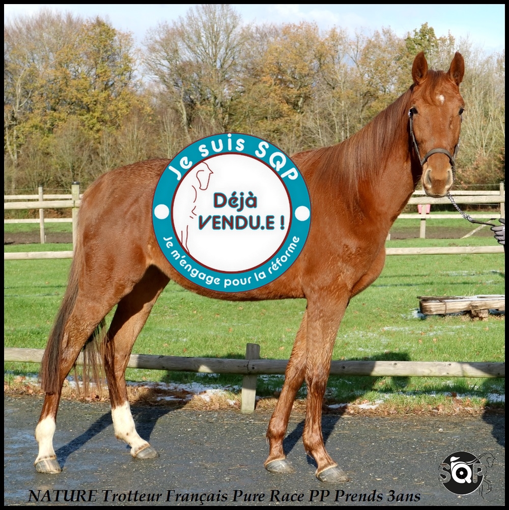 Lire la suite à propos de l’article « VENDUE »NATURE Trotteur Français 2ans