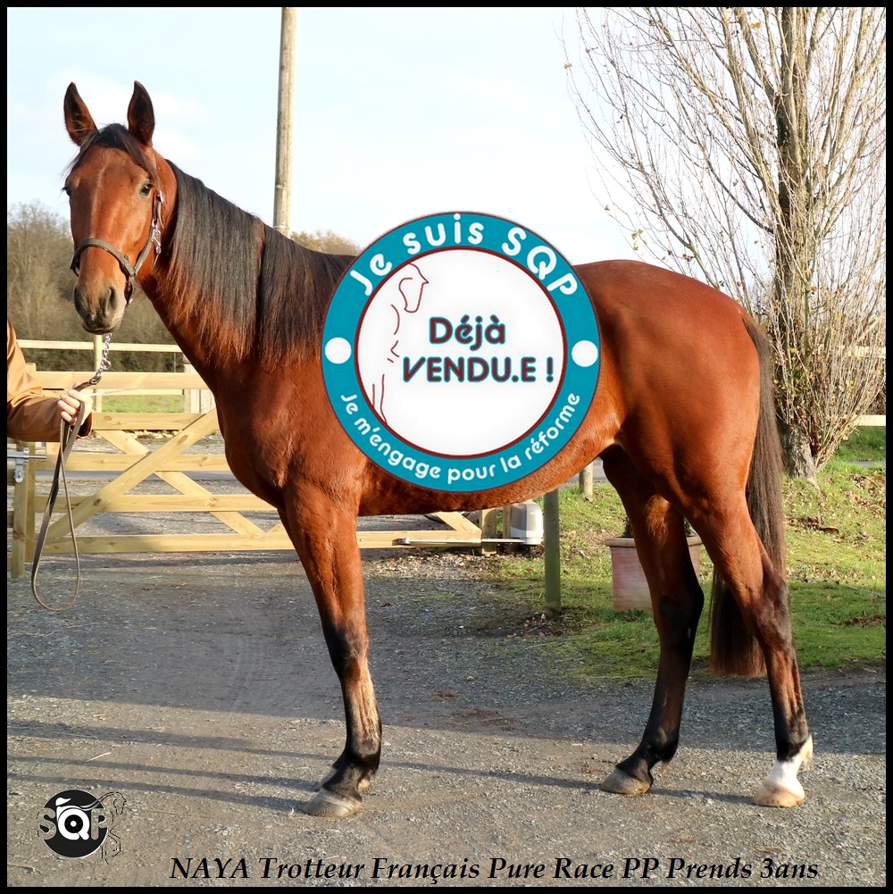 Lire la suite à propos de l’article « VENDUE »NAYA Trotteur Français 2ans