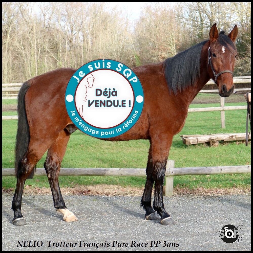 Lire la suite à propos de l’article « VENDU »NELIO Trotteur Français 3ans