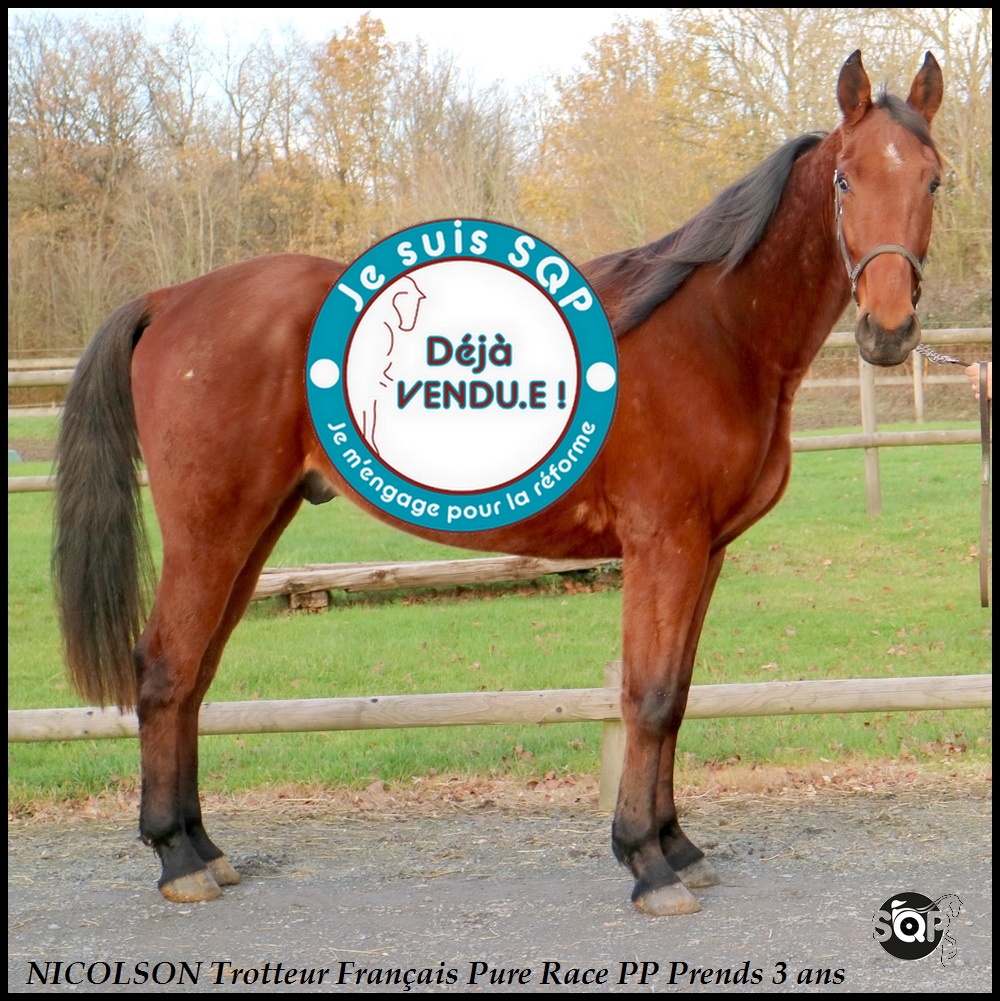 Lire la suite à propos de l’article « VENDU »NICOLSON Trotteur Français 2ans