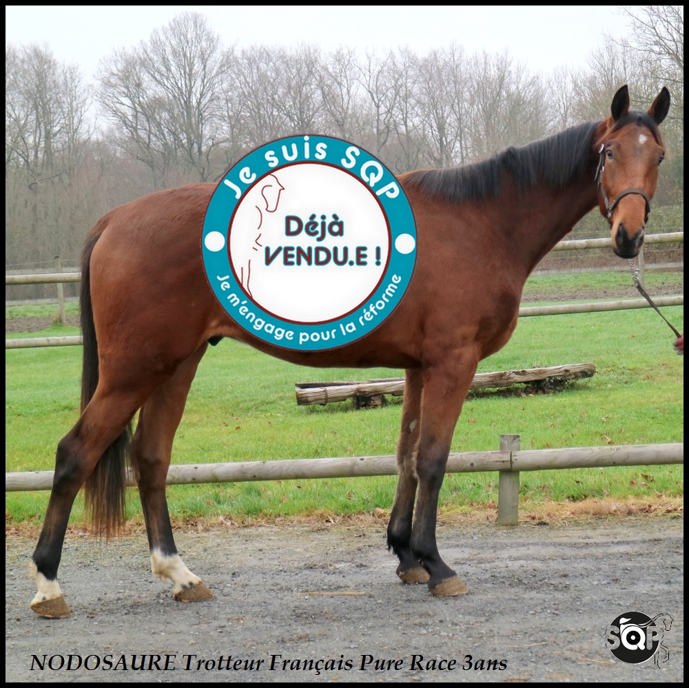 Lire la suite à propos de l’article « VENDU »NODO Trotteur Français 3ans