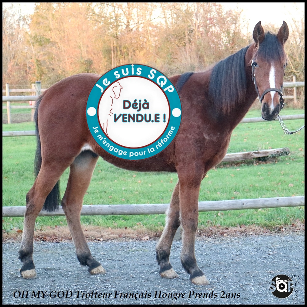 Lire la suite à propos de l’article « VENDU »OH MY GOD Trotteur Français 2ans