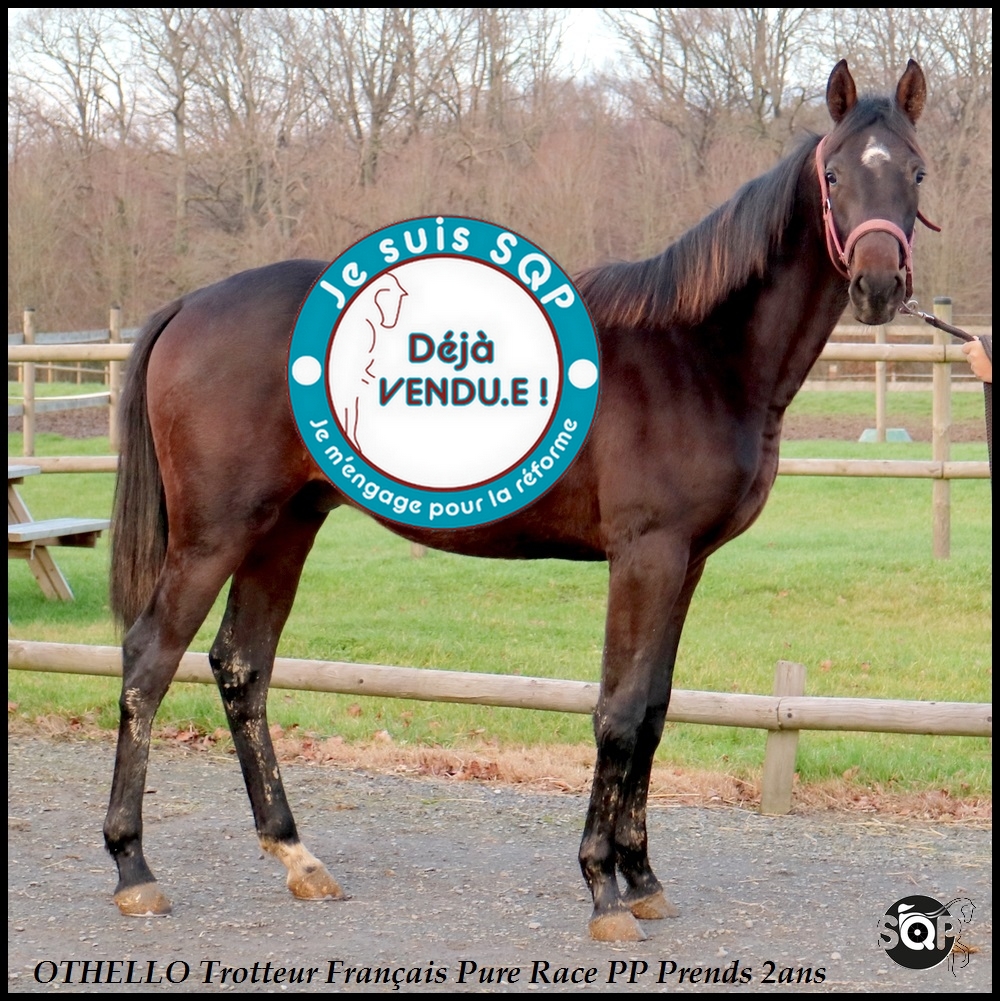 Lire la suite à propos de l’article « VENDU »OTHELLO Trotteur Français 2ans