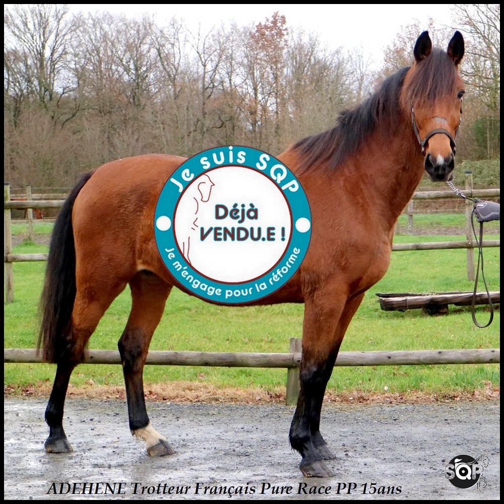 Lire la suite à propos de l’article « VENDUE »ADEHENE Trotteur Français 16ans