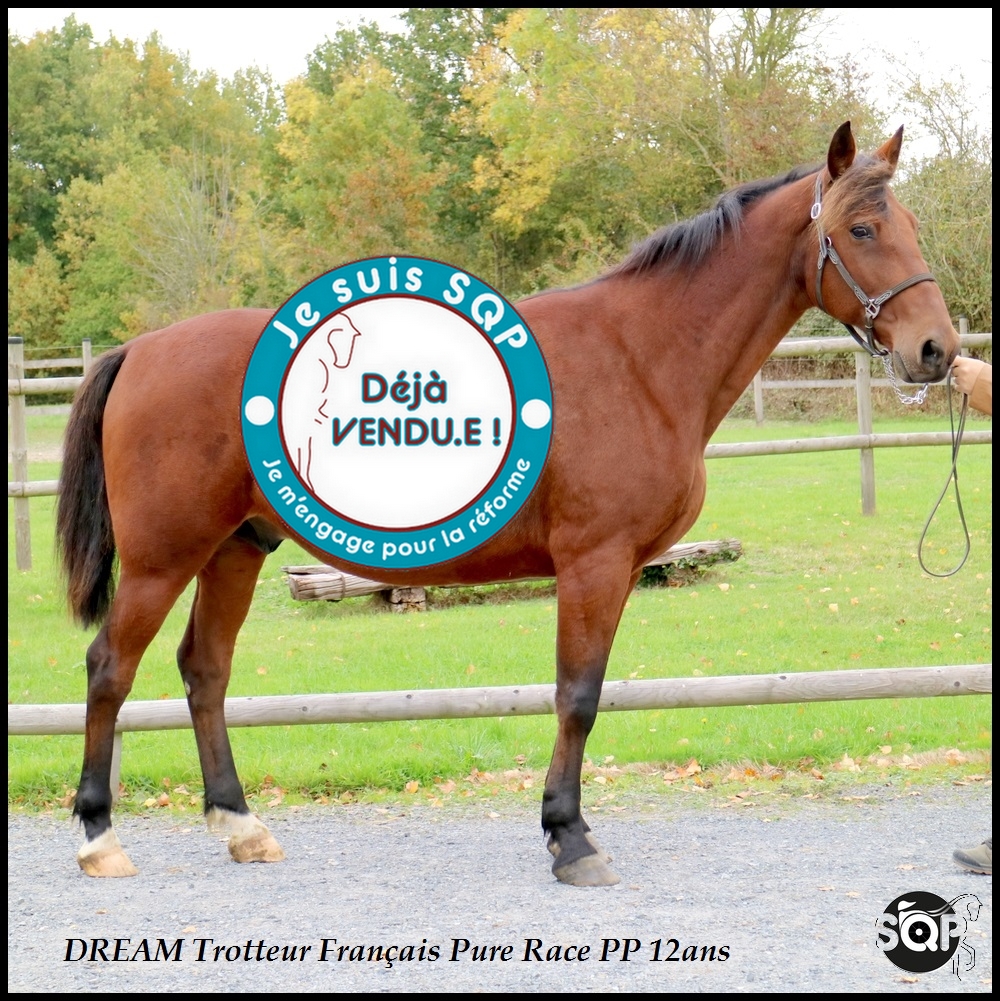 Lire la suite à propos de l’article « VENDU »DREAM Trotteur Français 13ans
