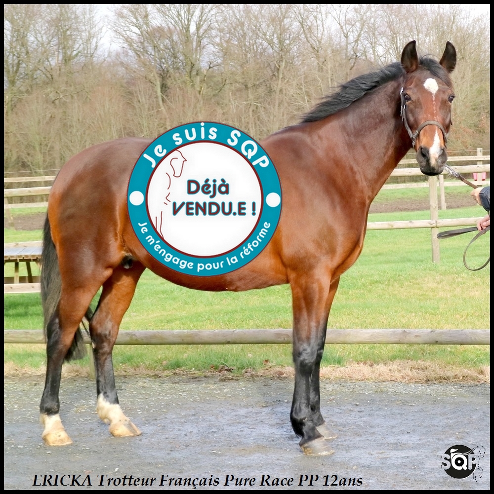 Lire la suite à propos de l’article « VENDUE »ERICKA Trotteur Français 12ans
