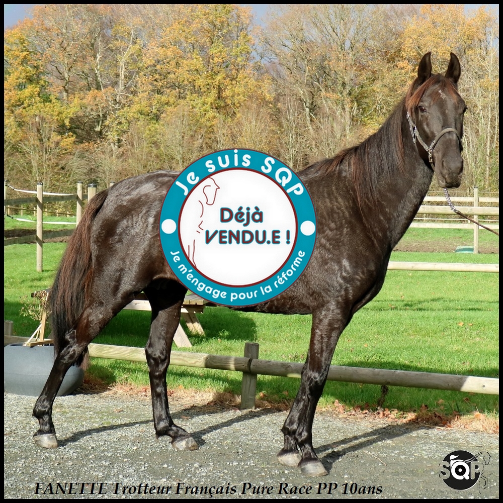 Lire la suite à propos de l’article « VENDUE »FANETTE Trotteur Français 11ans