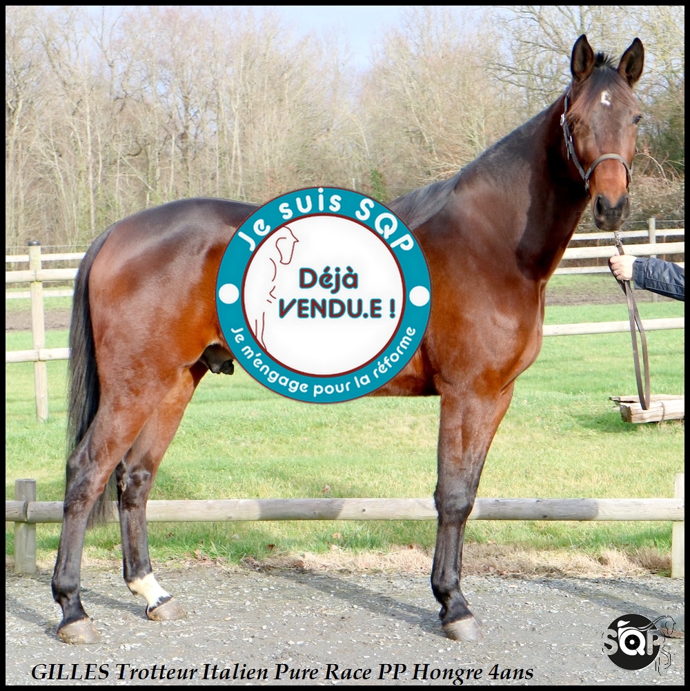 Lire la suite à propos de l’article « VENDU »GILLES Trotteur Italien 4ans