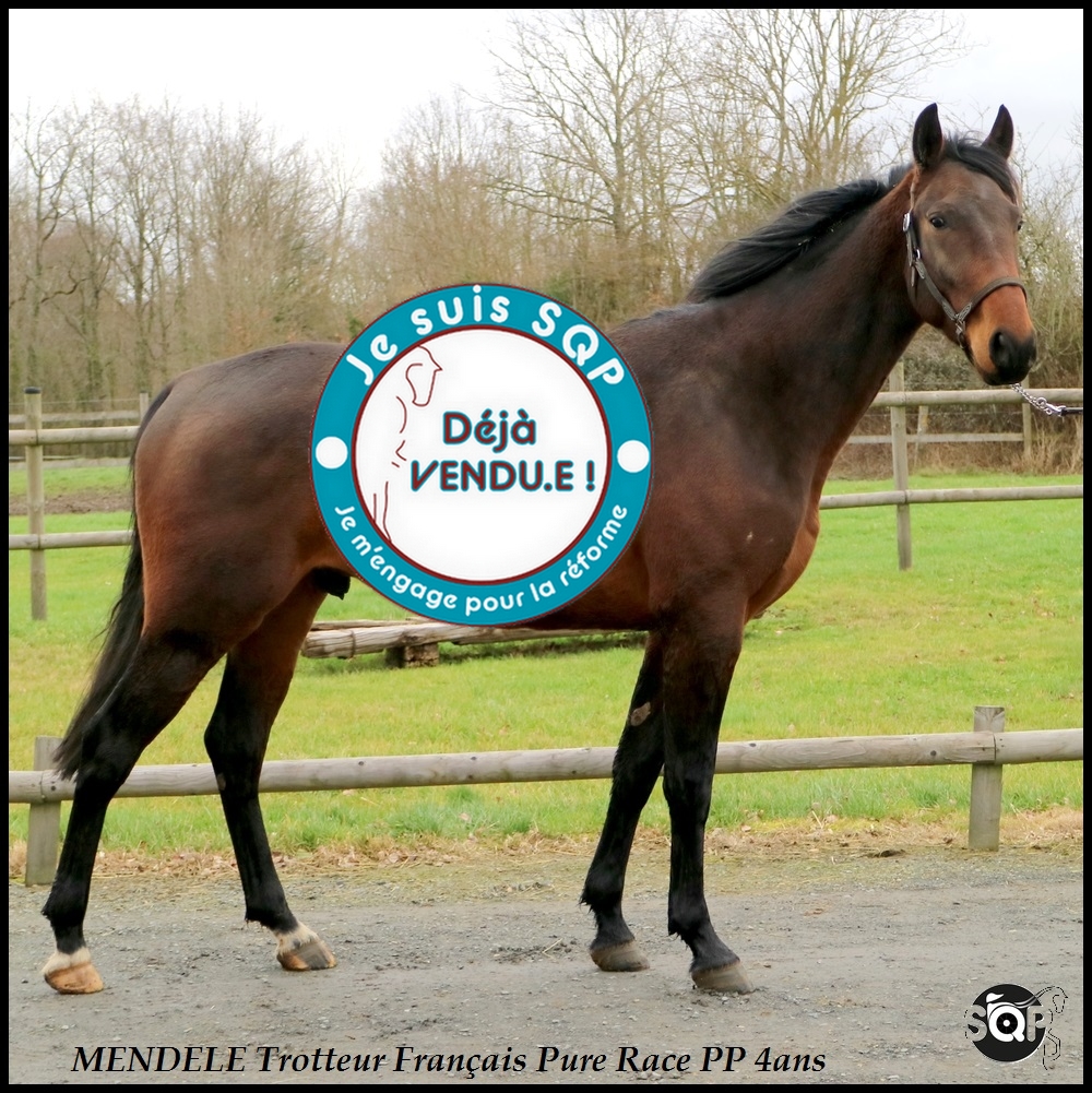 Lire la suite à propos de l’article « VENDU »MENDELE Trotteur Français 4ans