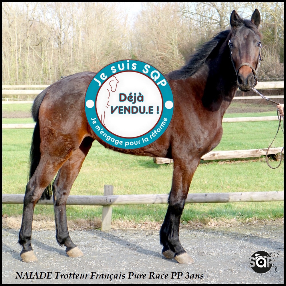 Lire la suite à propos de l’article « VENDUE »NAIADE Trotteur Français 3ans