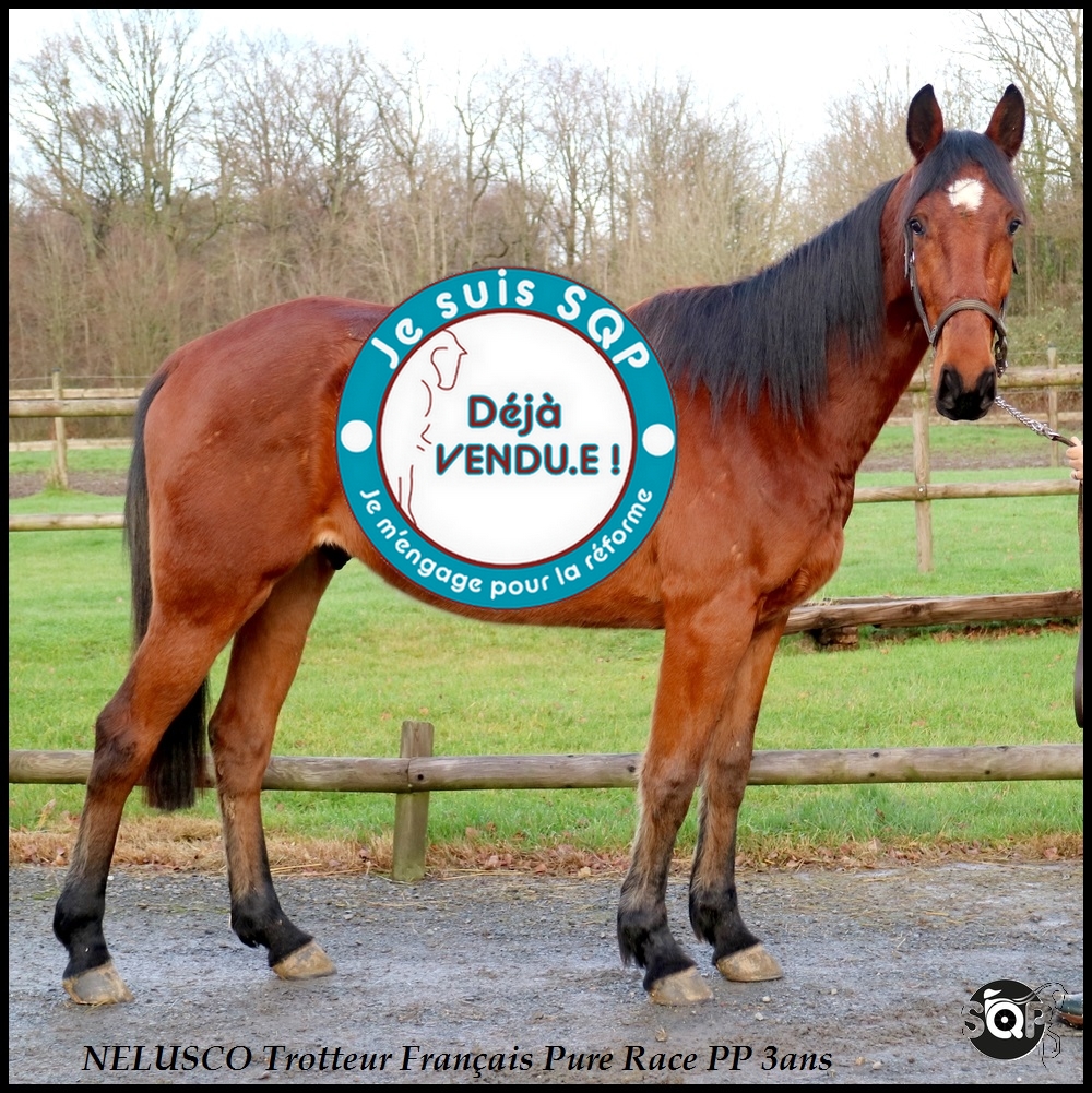 Lire la suite à propos de l’article « VENDU »NELUSCO Trotteur Français 3ans