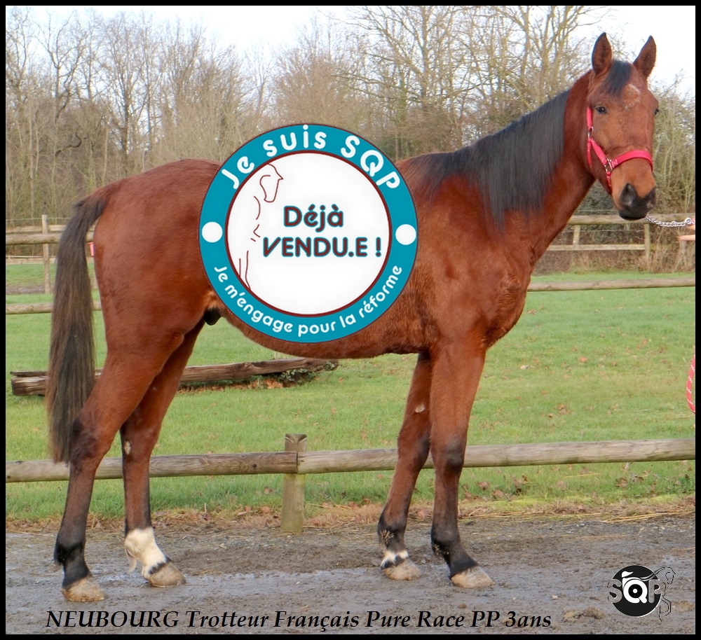 Lire la suite à propos de l’article « VENDU »NEUBOURG Trotteur Français 3ans