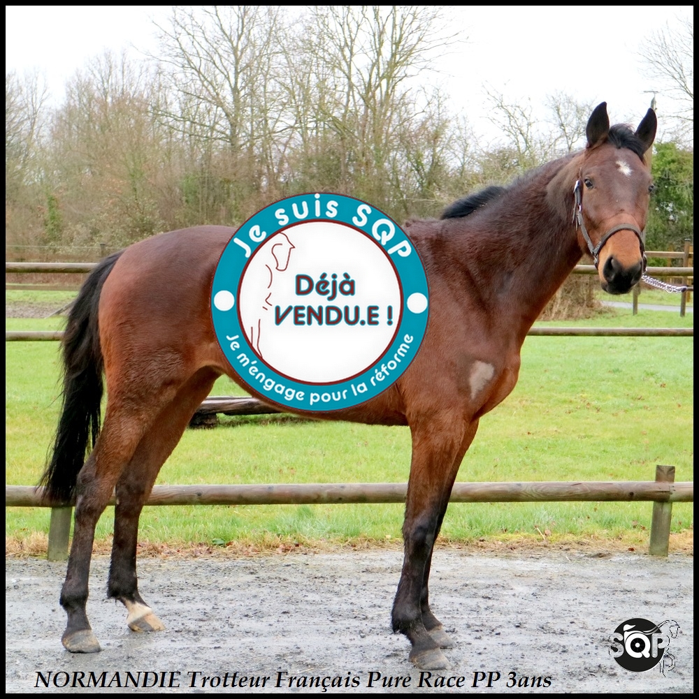 Lire la suite à propos de l’article « VENDUE »NORMANDY Trotteur Français 3ans