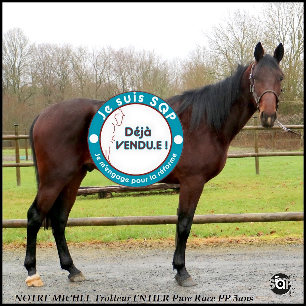 Lire la suite à propos de l’article « VENDU »NOTRE MICHEL Tf 3ans