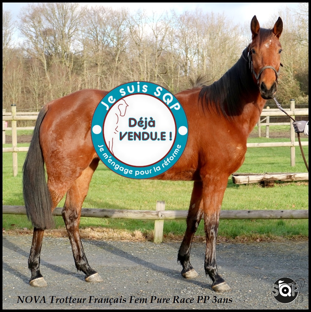 Lire la suite à propos de l’article « VENDUE »NOVA Trotteur Français 3ans