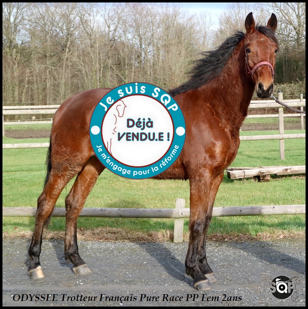 Lire la suite à propos de l’article « VENDUE »ODYSSEE Trotteur Français 2ans