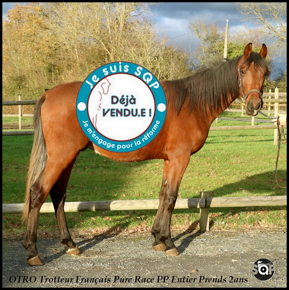 Lire la suite à propos de l’article « VENDU »OTRO Trotteur Français 2 Ans