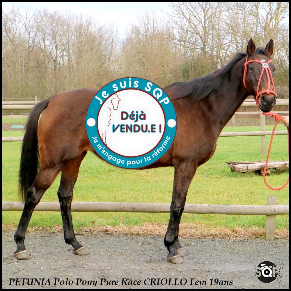 Lire la suite à propos de l’article « VENDUE »PETUNIA Criollo Polo Pony 19ans