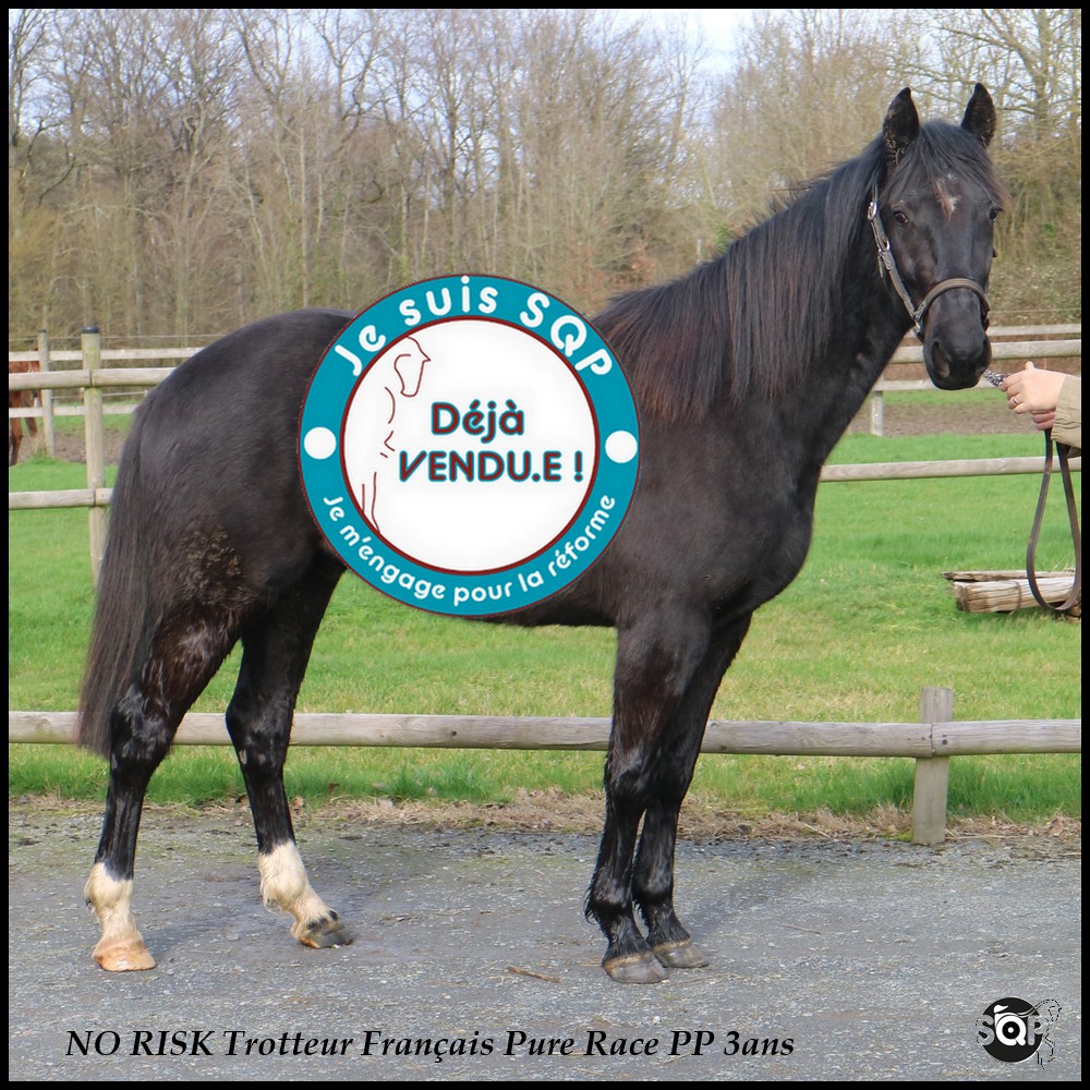 Lire la suite à propos de l’article « VENDU »NO RISK Trotteur Français 3ans