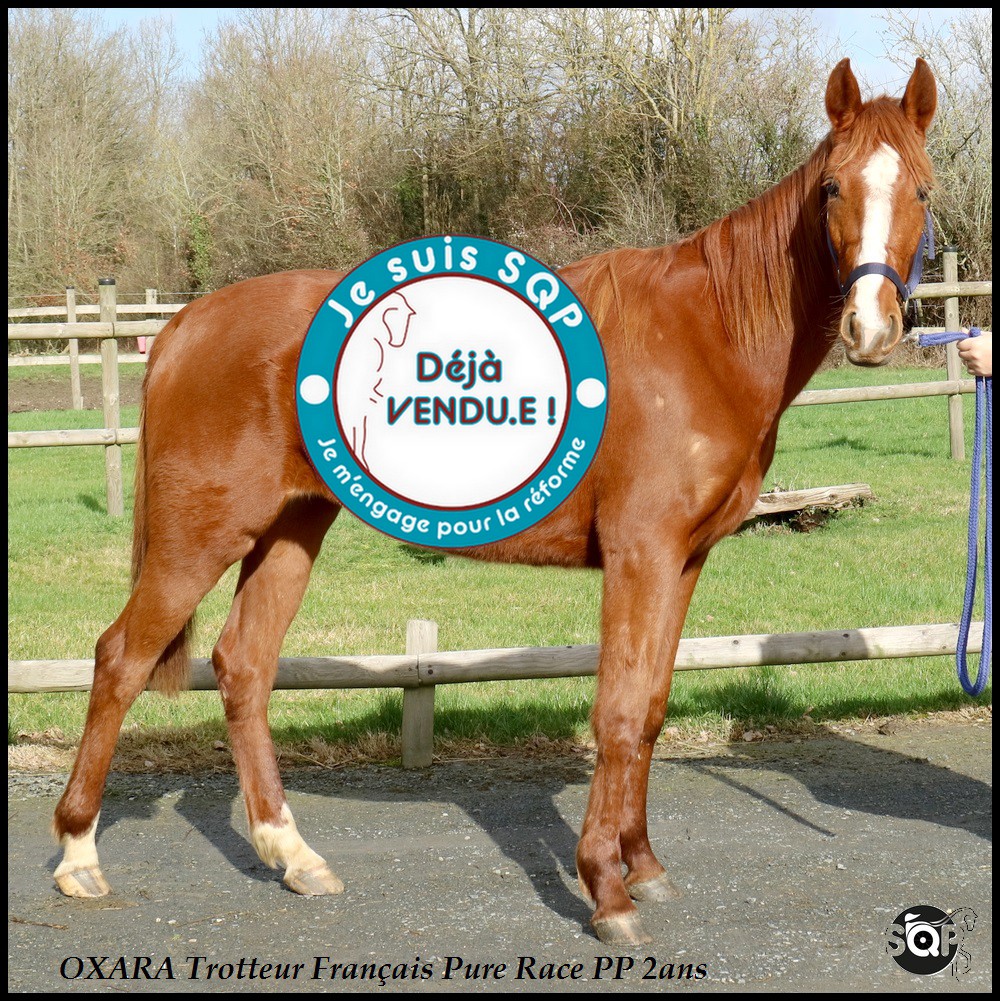 Lire la suite à propos de l’article « VENDUE »OXARA Trotteur Français 2ans