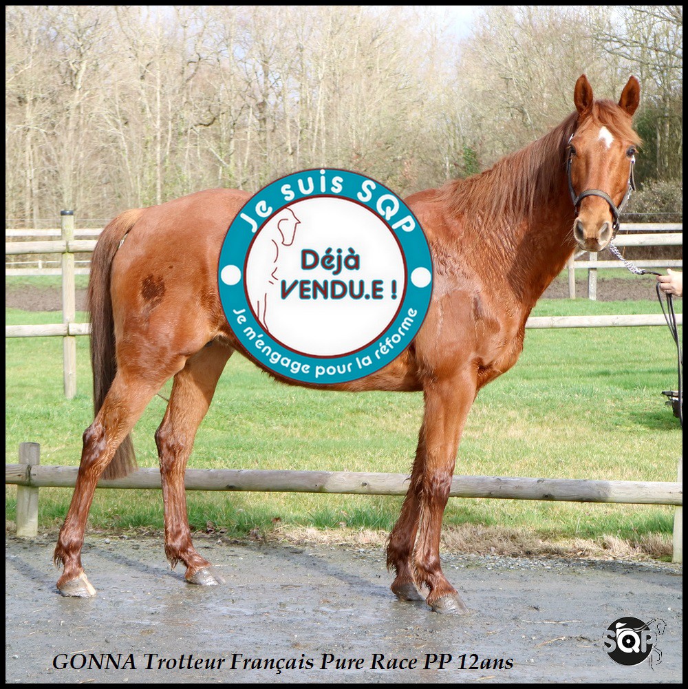 Lire la suite à propos de l’article « VENDUE »GONNA Trotteur Français 10ans