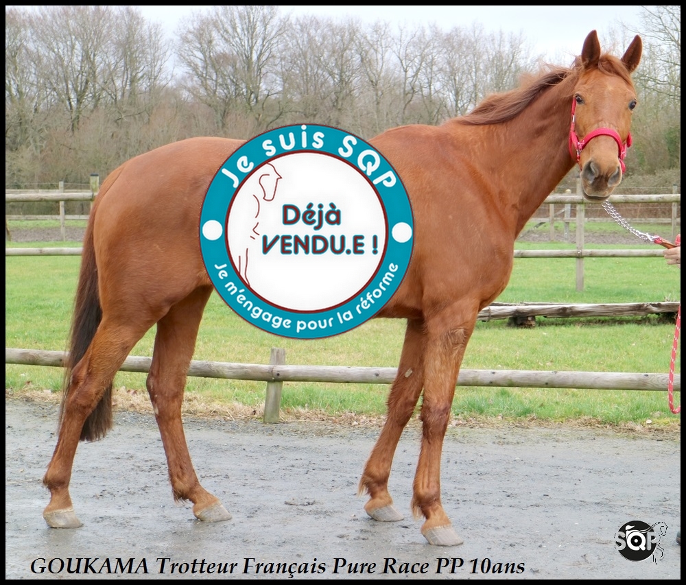 Lire la suite à propos de l’article « VENDUE »GOUKAMA Trotteur Français 10ans