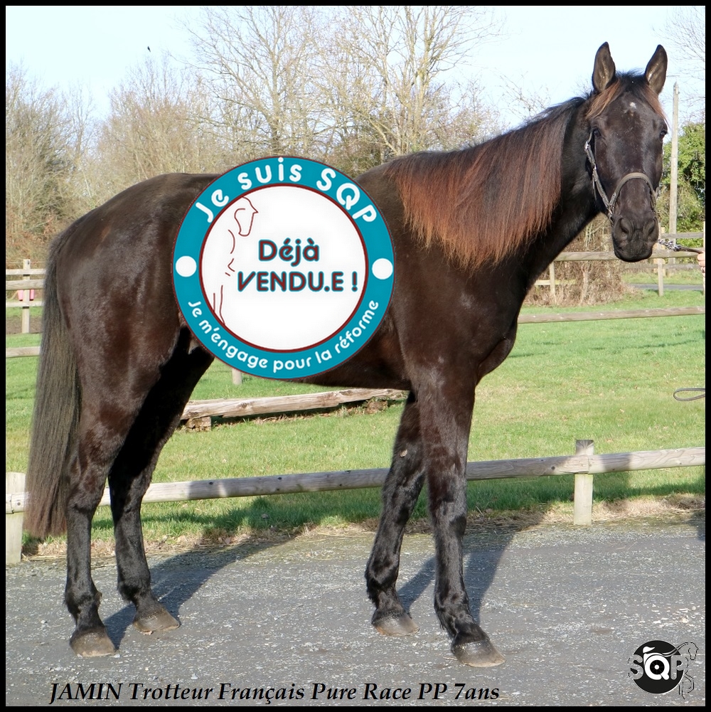 Lire la suite à propos de l’article « VENDU »JAMIN Trotteur Français 7ans