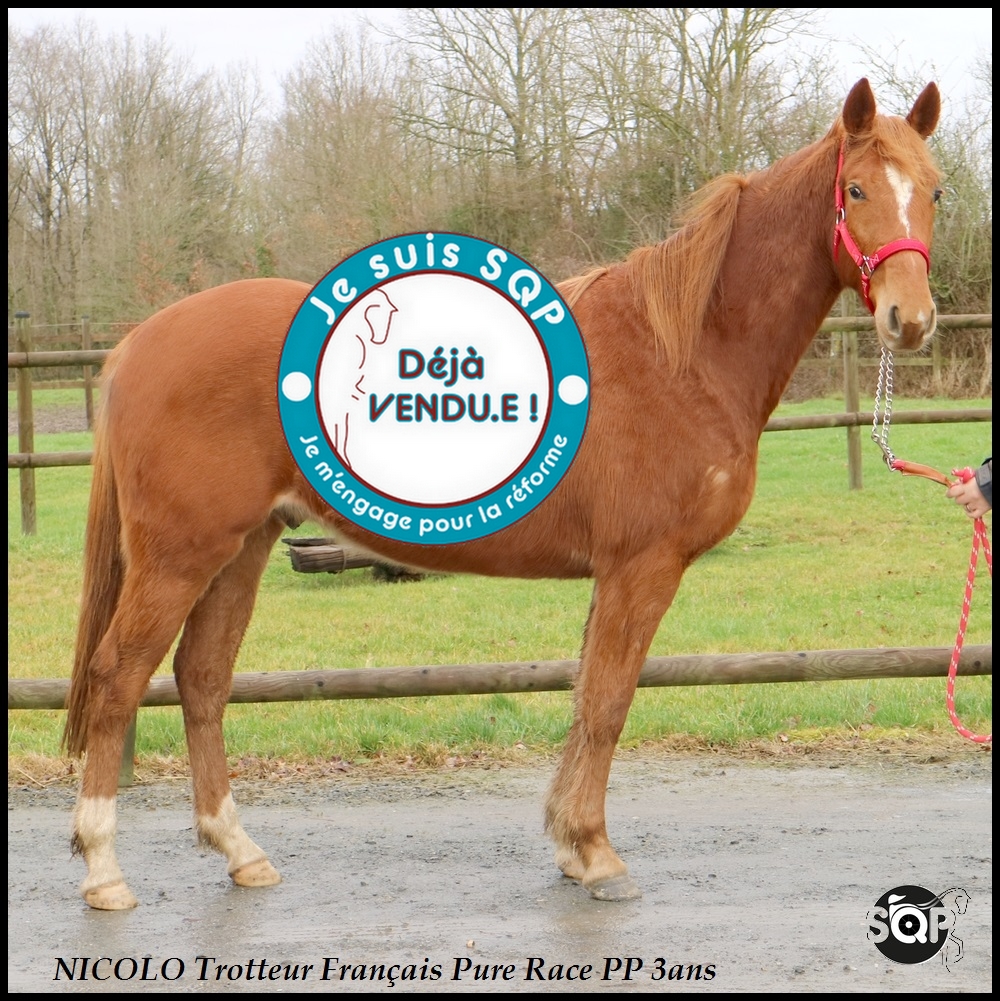 Lire la suite à propos de l’article « VENDU »NICOLO Trotteur Français 3ans