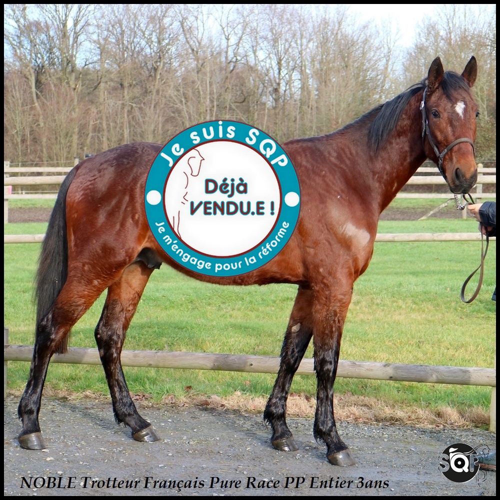 Lire la suite à propos de l’article « VENDU »NOBLE Trotteur Français 3ans
