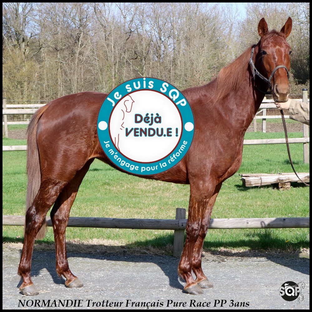 Lire la suite à propos de l’article « VENDUE »NORMANDIE Trotteur Français 3ans