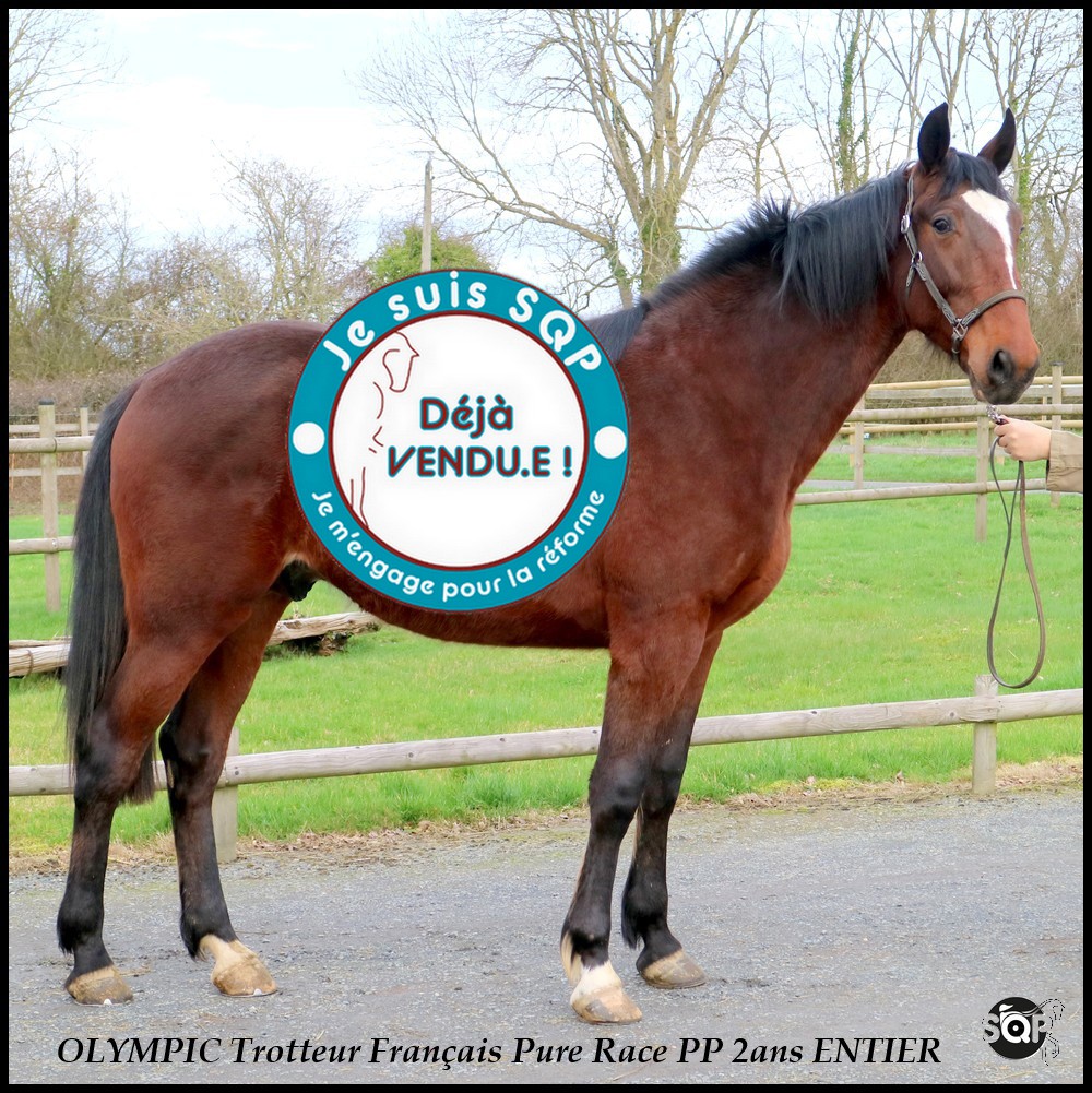 Lire la suite à propos de l’article « VENDU »OLYMPIC Trotteur Français 2ans