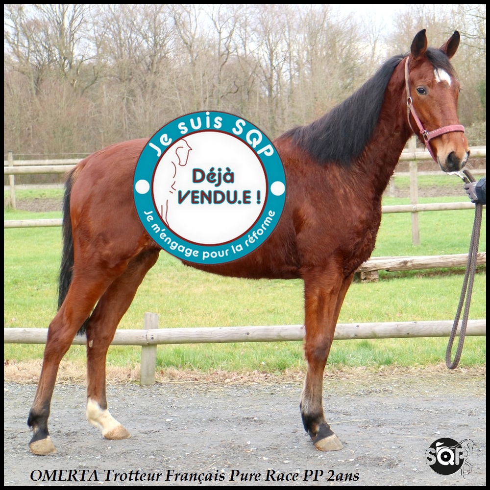 Lire la suite à propos de l’article « VENDUE »OMERTA Trotteur Français 2ans