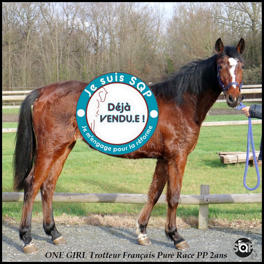 Lire la suite à propos de l’article « VENDUE »ONE GIRL Trotteur Français 2ans