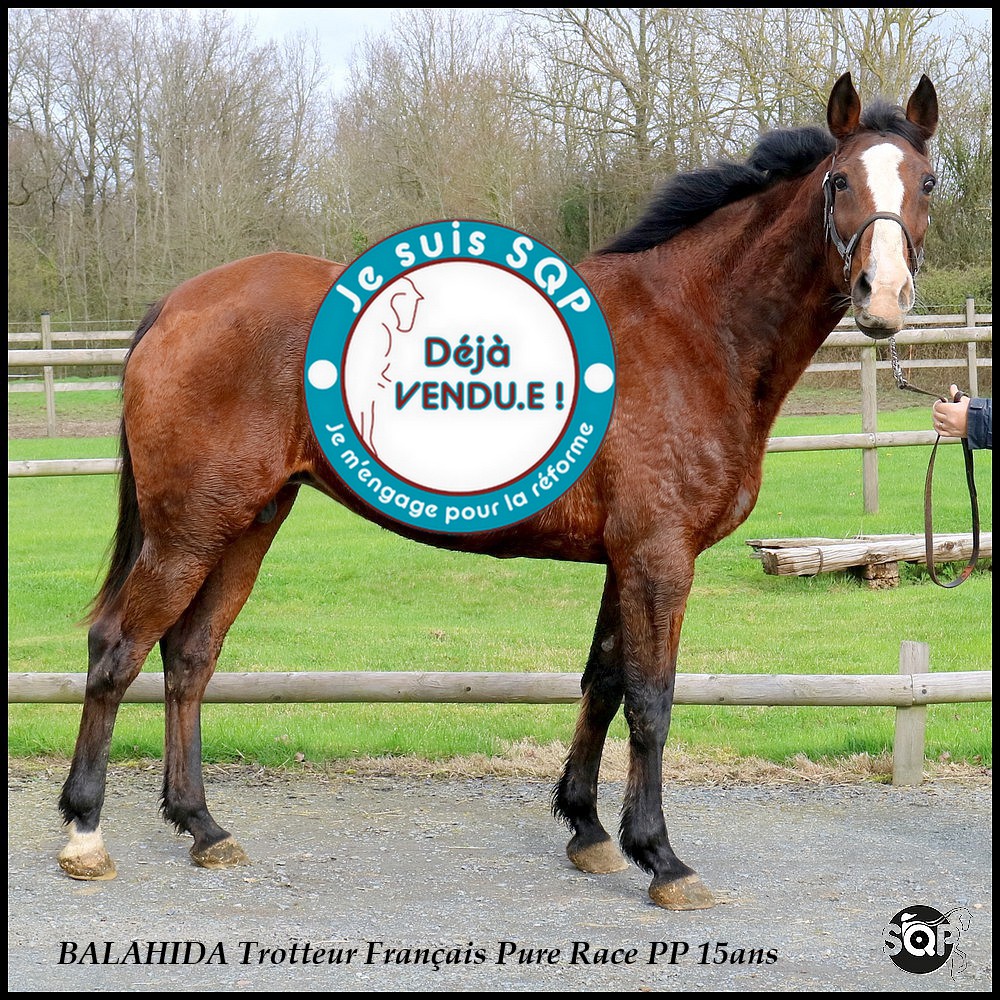 Lire la suite à propos de l’article « VENDUE »BALAHIDA Trotteur Français 15ans