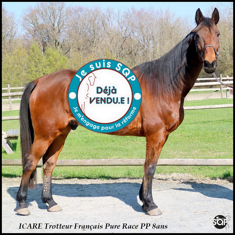 Lire la suite à propos de l’article « VENDU »ICARE Trotteur Français 8ans