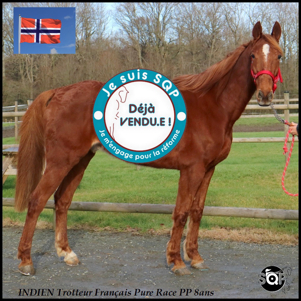 Lire la suite à propos de l’article « VENDU »INDIEN Trotteur Français 8ans