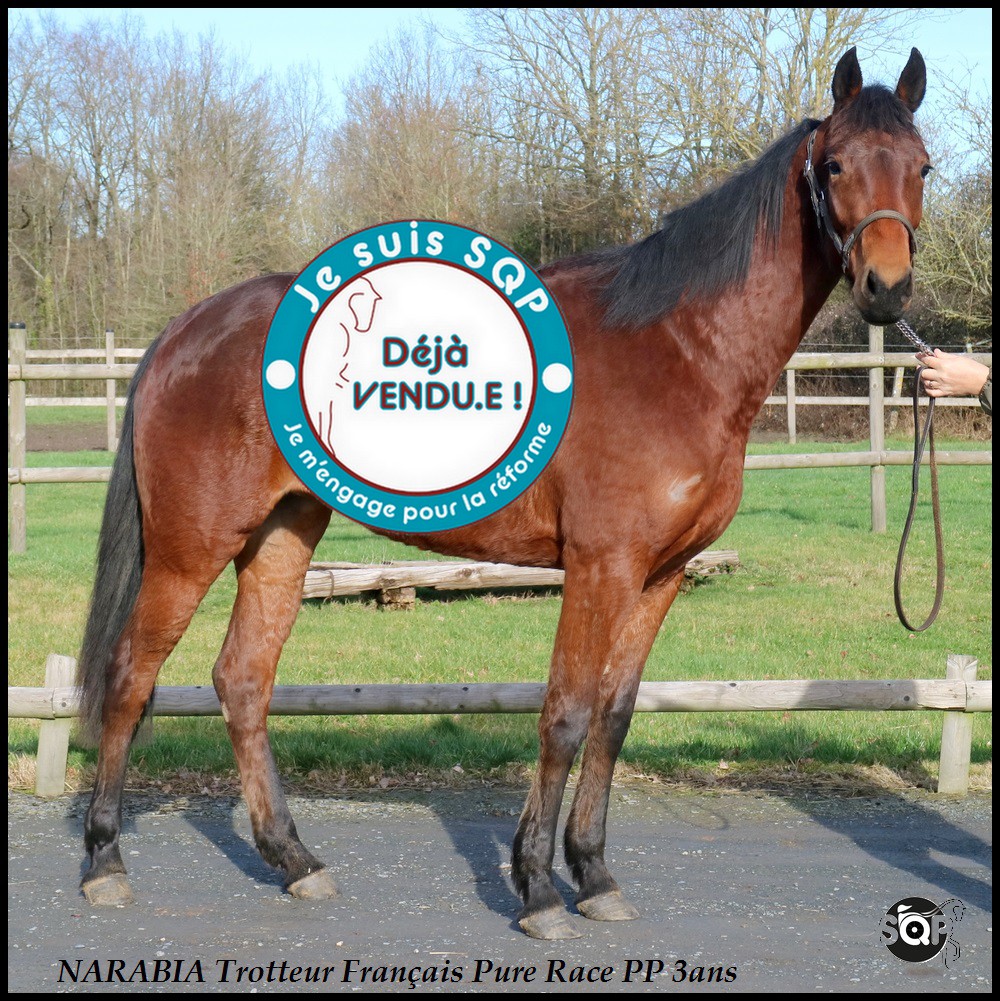 Lire la suite à propos de l’article « VENDUE »NARABIA Trotteur Français 3ans