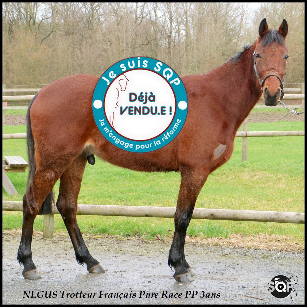 Lire la suite à propos de l’article « VENDU »NEGUS Trotteur Français 3ans