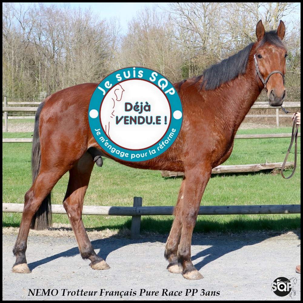 Lire la suite à propos de l’article « VENDU »NEMO Trotteur Français 3ans