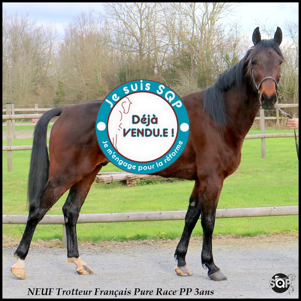 Lire la suite à propos de l’article « VENDU »NEUF Trotteur Français 3ans