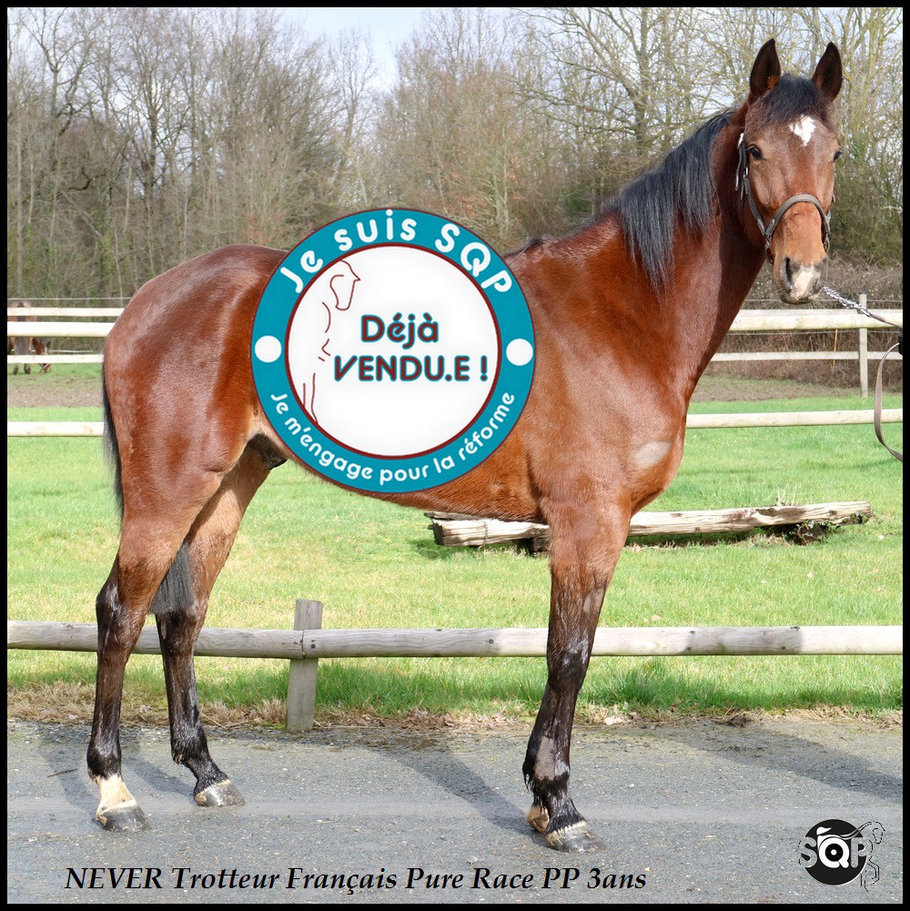 Lire la suite à propos de l’article « VENDU »NEVER Trotteur Français 3ans