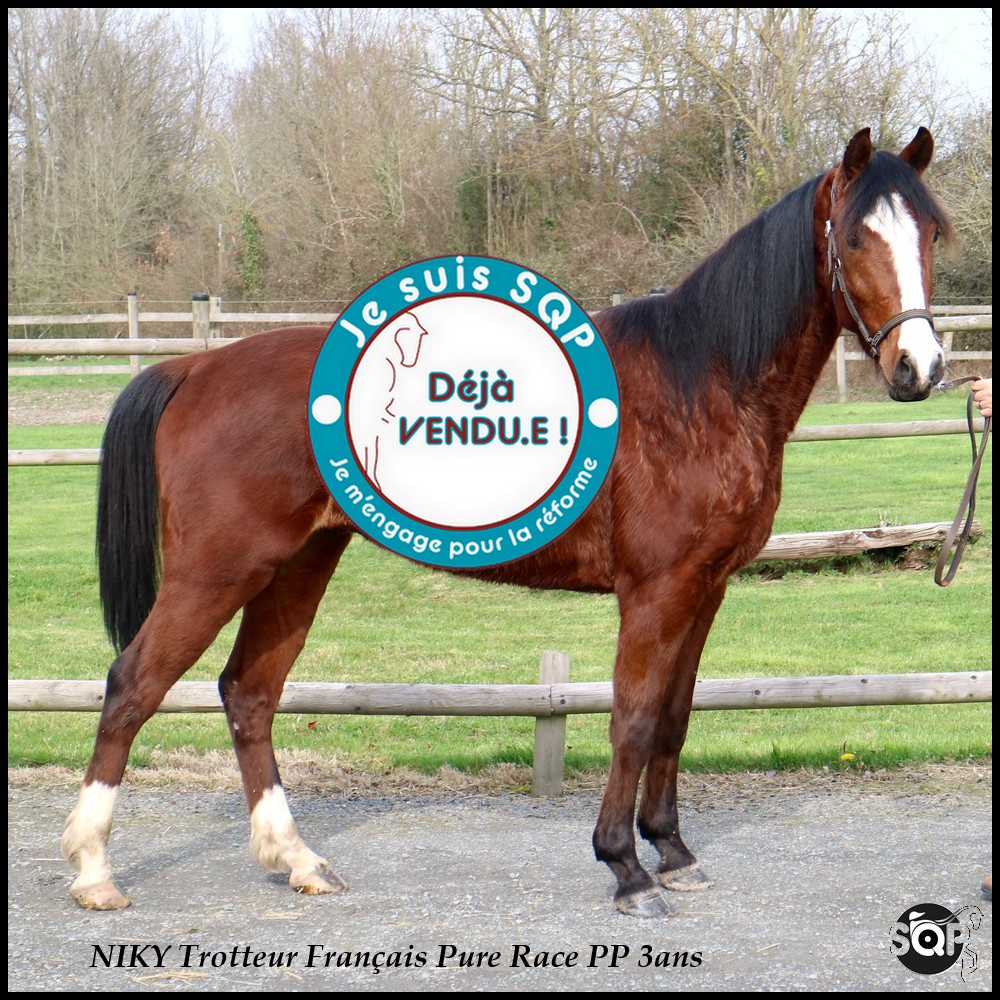 Lire la suite à propos de l’article « VENDU »NIKY Trotteur Français 3ans